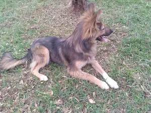 6-12 months Male Mixed Breed German Shepherd