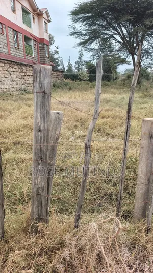 50 by 100 at Kenyaisrael