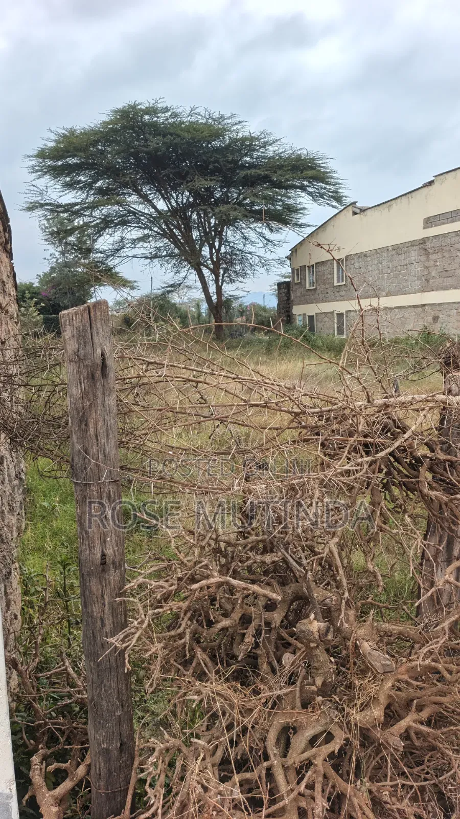 50 by 100 at Kenyaisrael