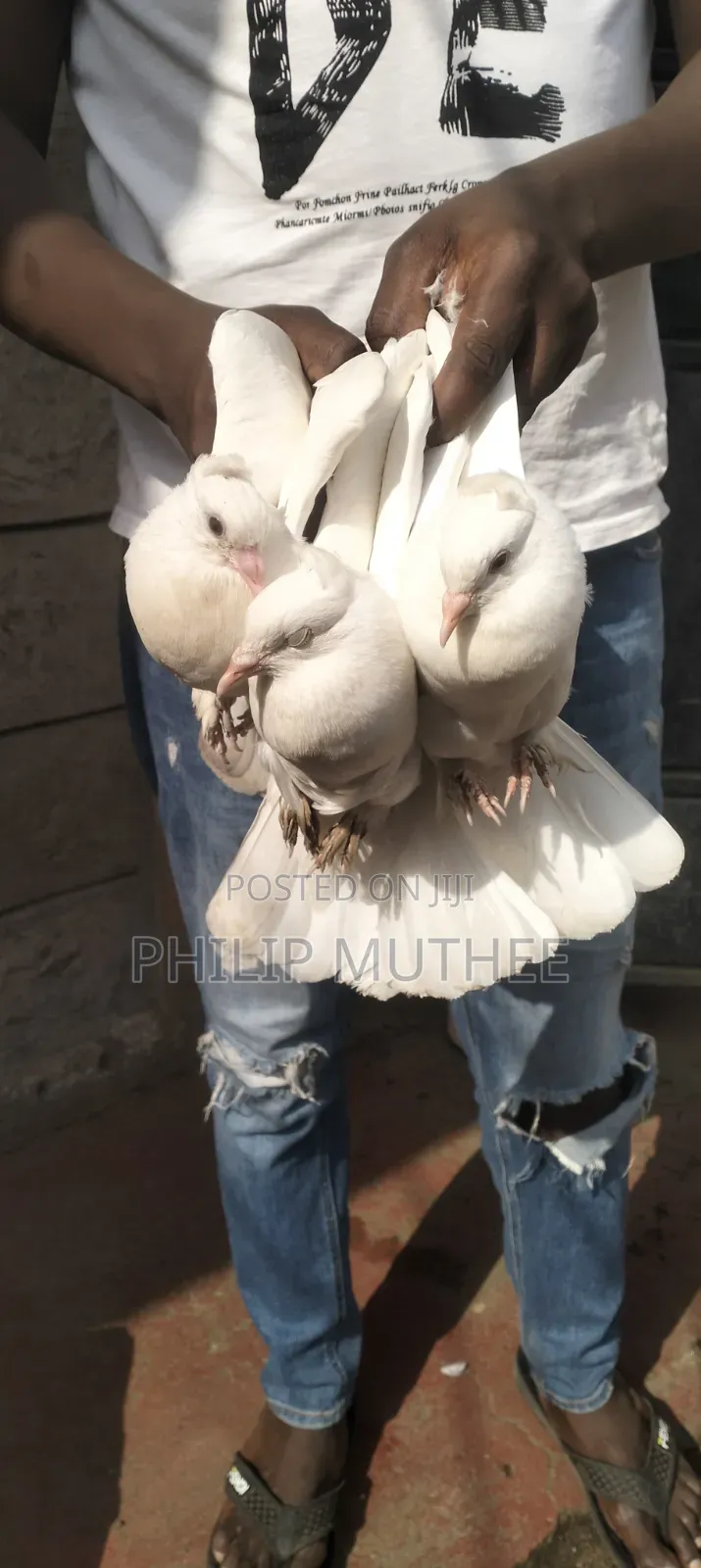 Pegion for Sale