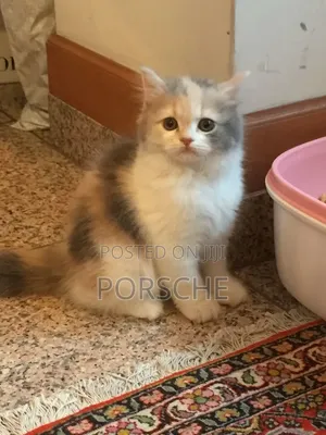 1-3 months Female Purebred British Shorthair
