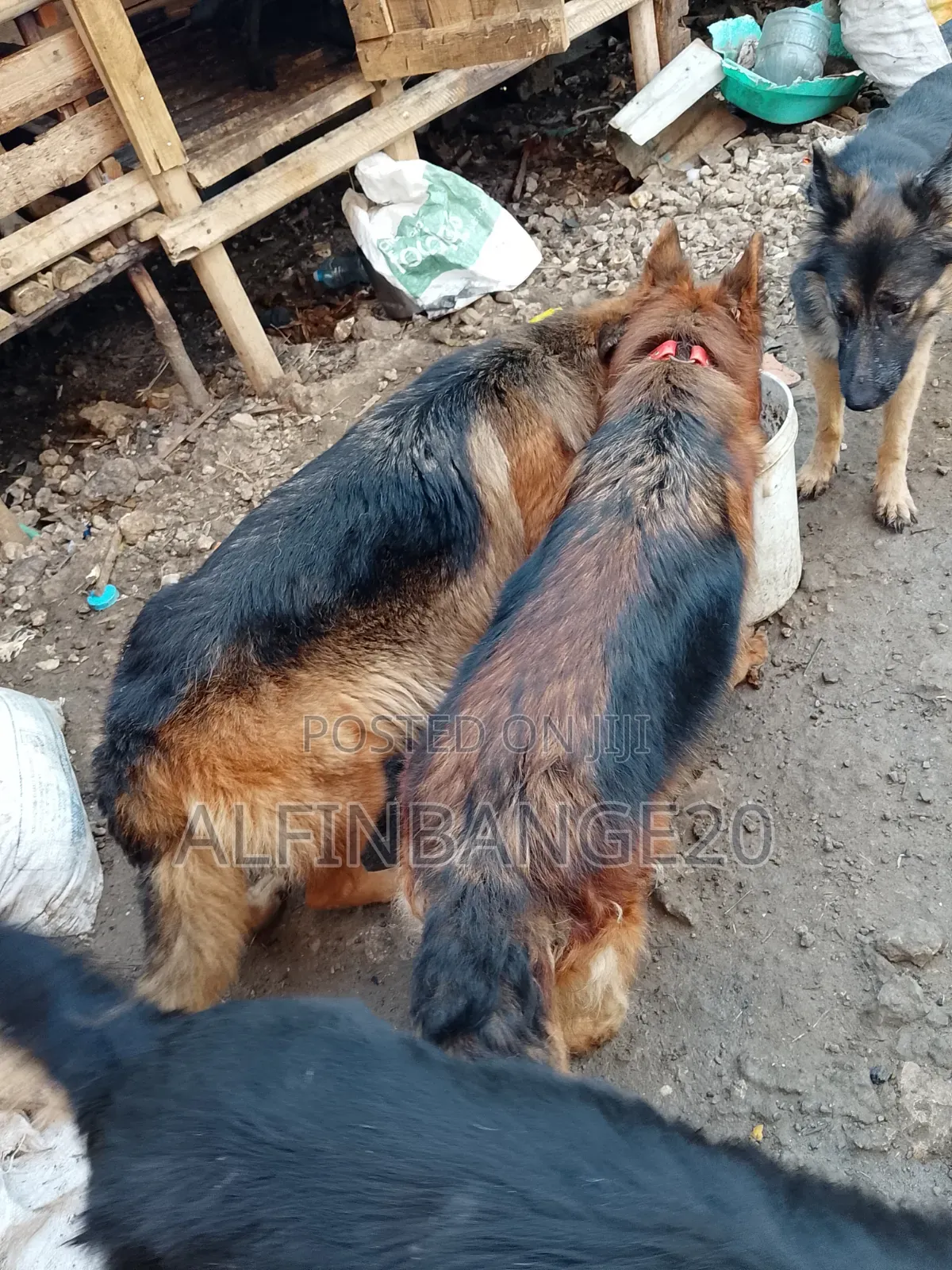1+ year Female Purebred German Shepherd