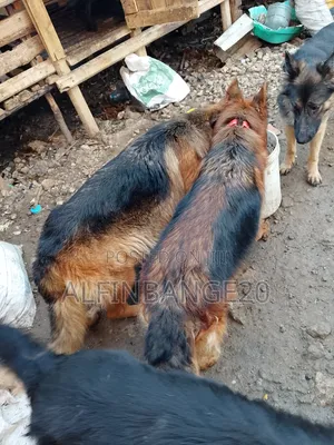 1+ year Female Purebred German Shepherd