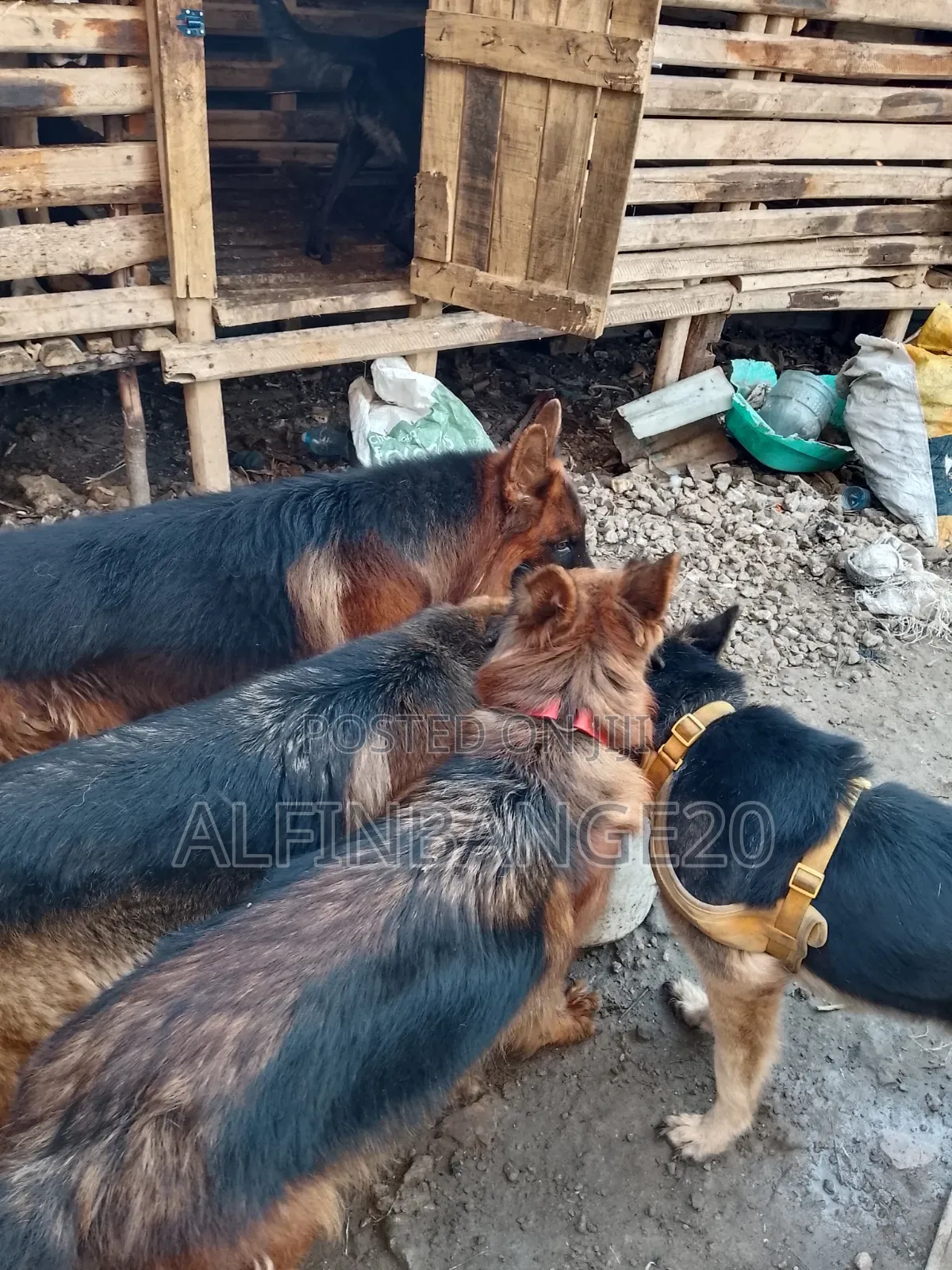 1+ year Female Purebred German Shepherd