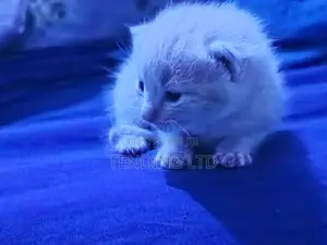 0-1 month Female Purebred Turkish Angora