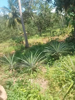 Plots for Sale at Kinondo Mwabungo Area