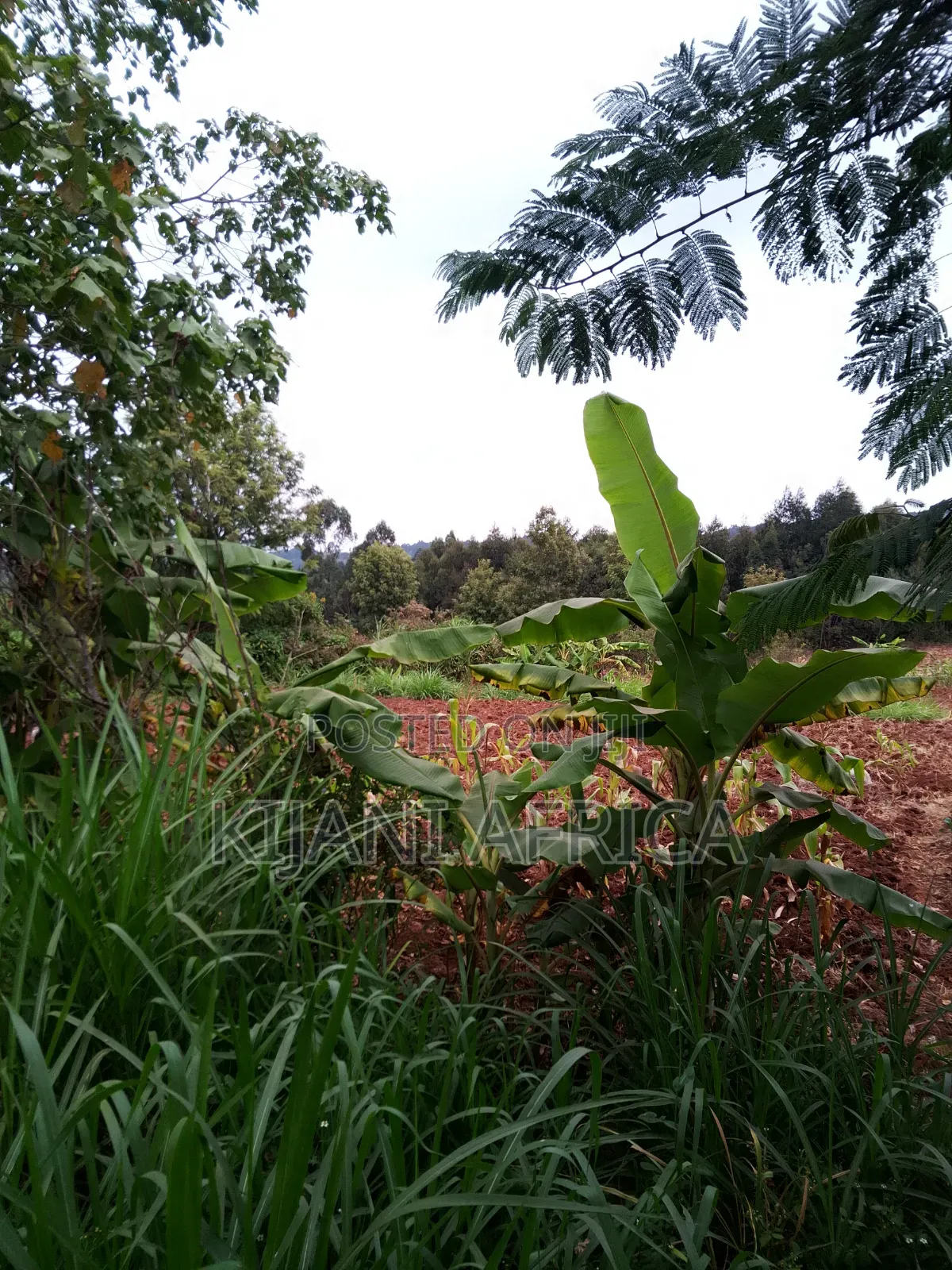 Two Acres for Sale in Nderi-Teikuni Village