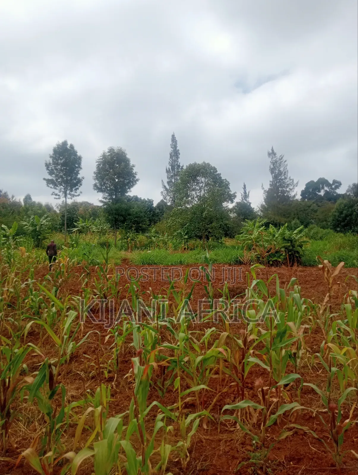 Two Acres for Sale in Nderi-Teikuni Village