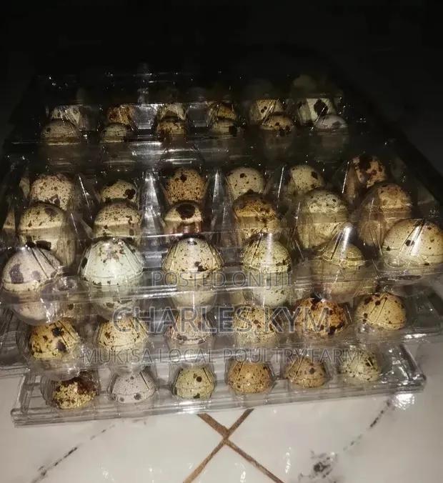 Quail Eggs for Sale