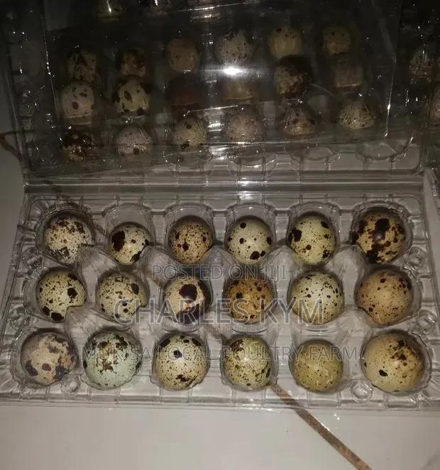 Quail Eggs for Sale - thumbnail 2