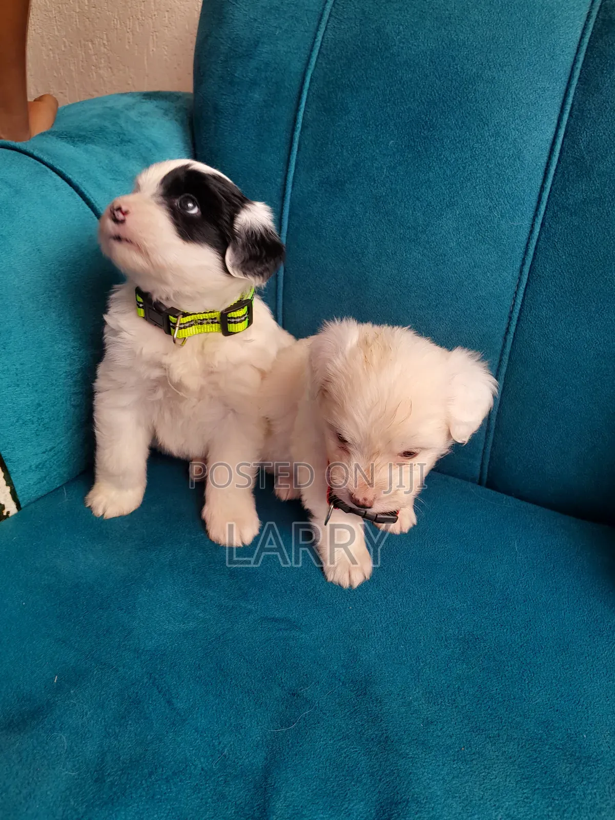1-3 months Male Purebred Maltese