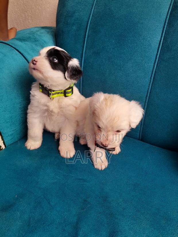 1-3 months Male Purebred Maltese - main view