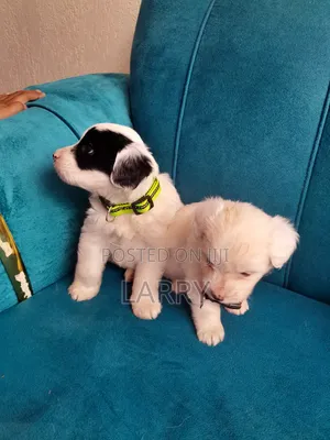 1-3 months Male Purebred Maltese