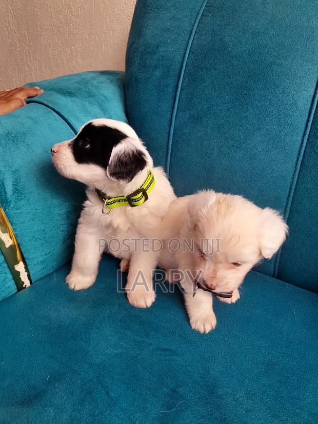 1-3 months Male Purebred Maltese - thumbnail 2