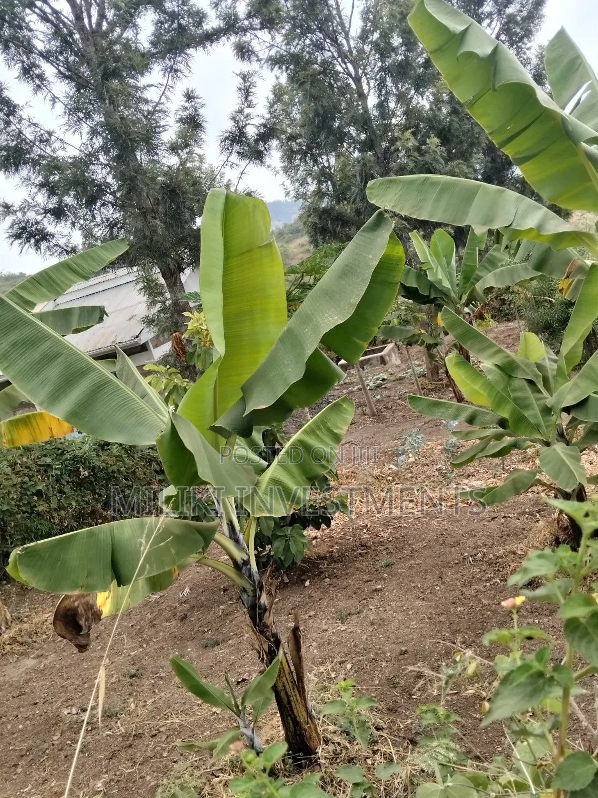 35 Acres of Land on Sale at SabaSaba -Igikiro Area
