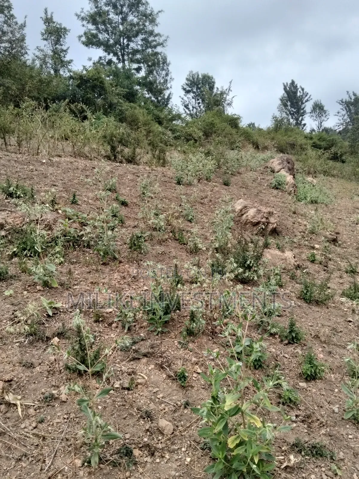 35 Acres of Land on Sale at SabaSaba -Igikiro Area