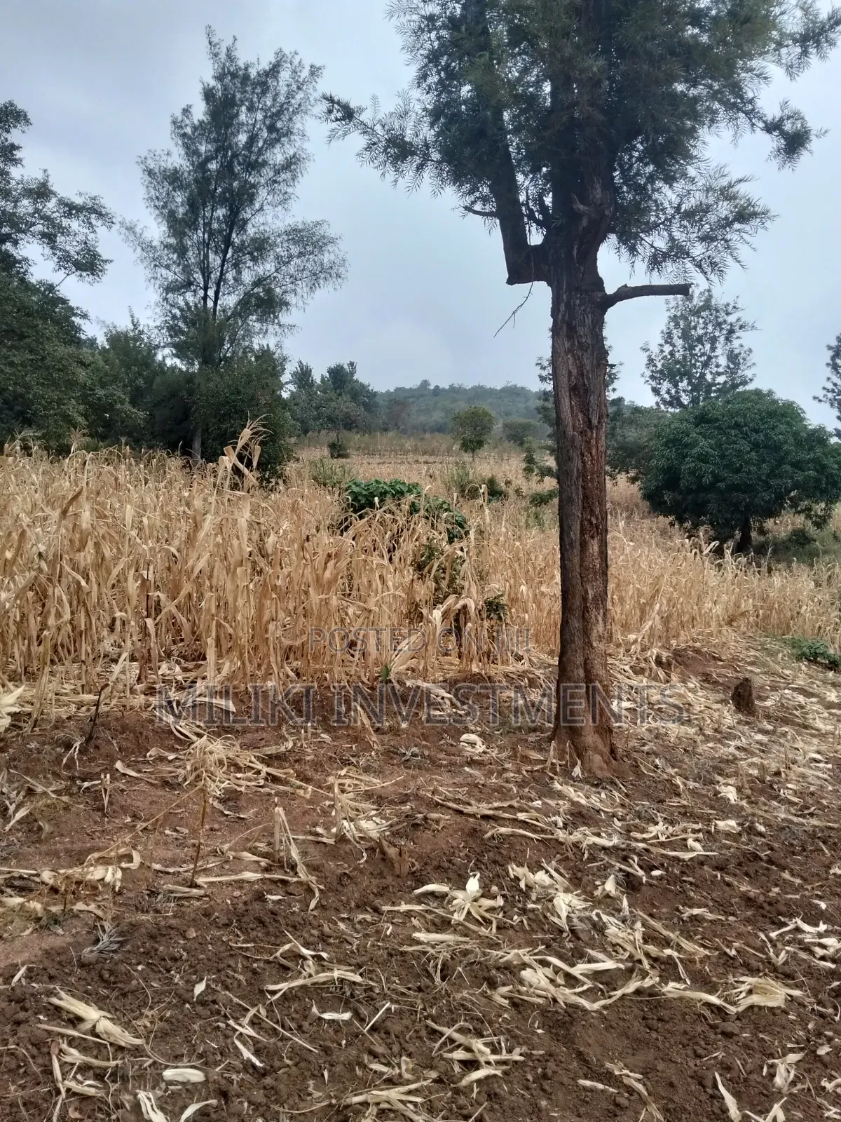 35 Acres of Land on Sale at SabaSaba -Igikiro Area