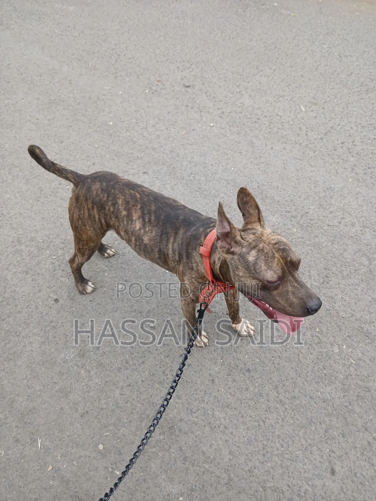 6-12 months Male Purebred American Pit Bull Terrier