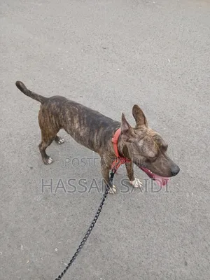 6-12 months Male Purebred American Pit Bull Terrier