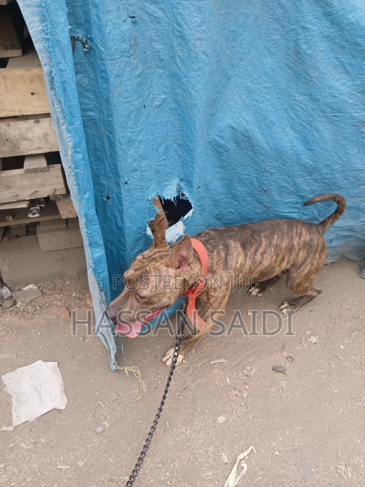 6-12 months Male Purebred American Pit Bull Terrier