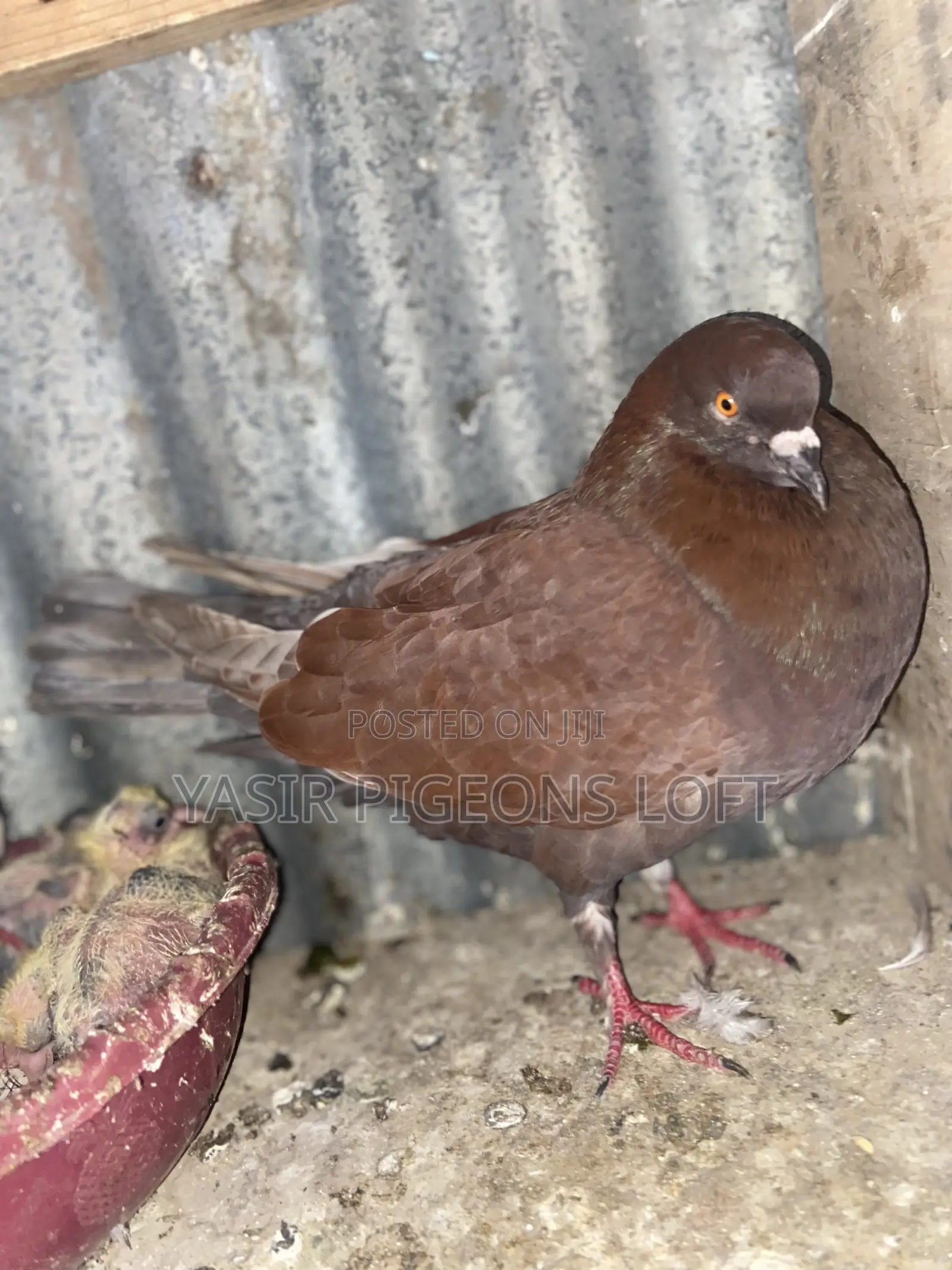 Speed Pigeon