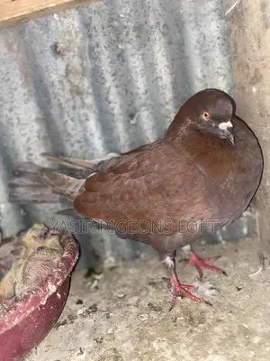 Speed Pigeon