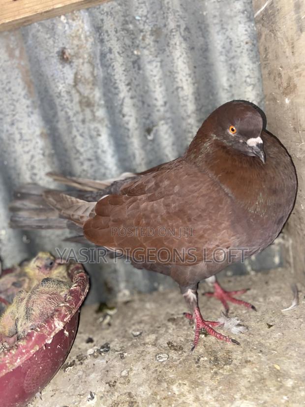 Speed Pigeon