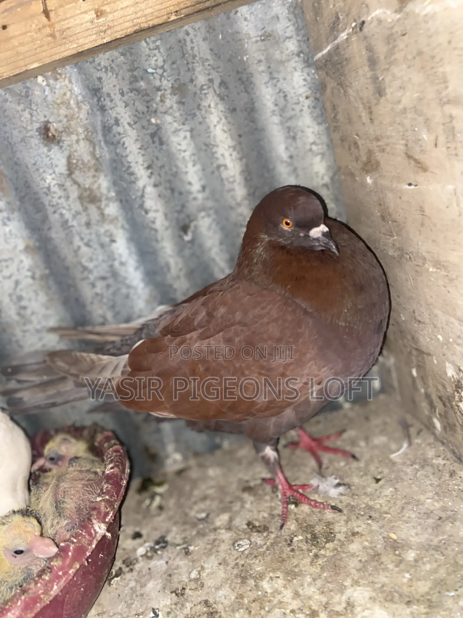 Speed Pigeon
