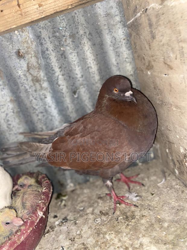 Speed Pigeon - thumbnail 2