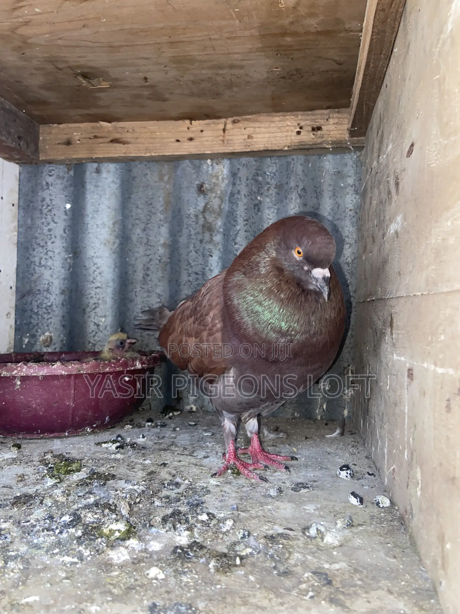 Speed Pigeon