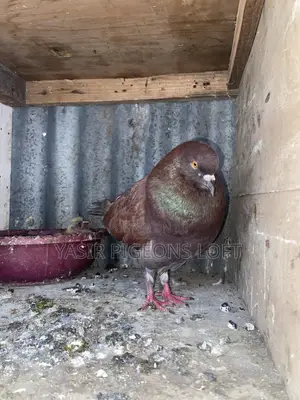 Speed Pigeon