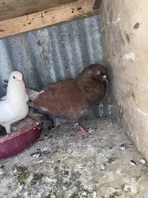 Speed Pigeon