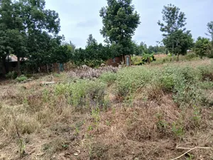 Half an Acre on Sale at Gatanga-Ithanga