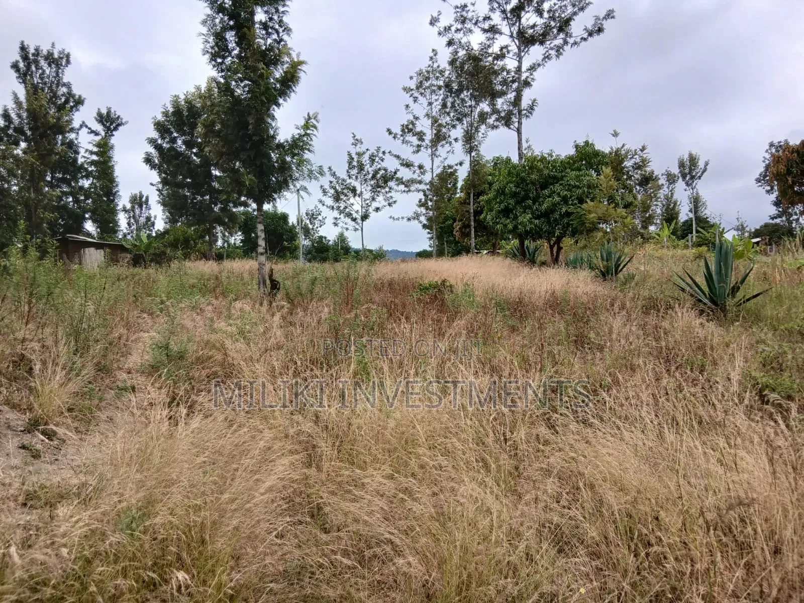 Half an Acre on Sale at Gatanga-Ithanga