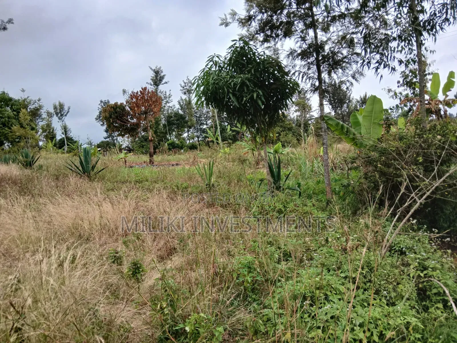 Half an Acre on Sale at Gatanga-Ithanga