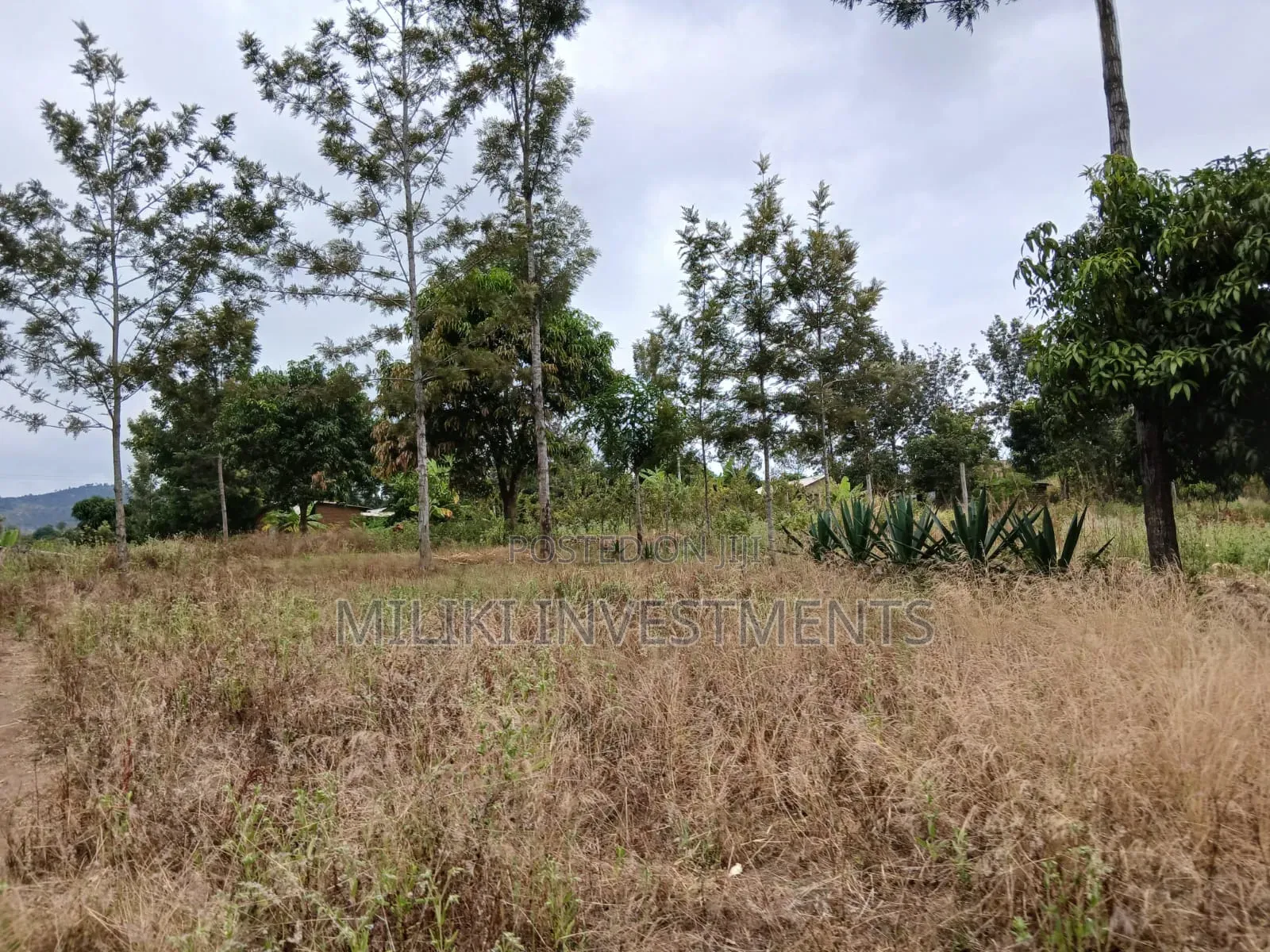 Half an Acre on Sale at Gatanga-Ithanga