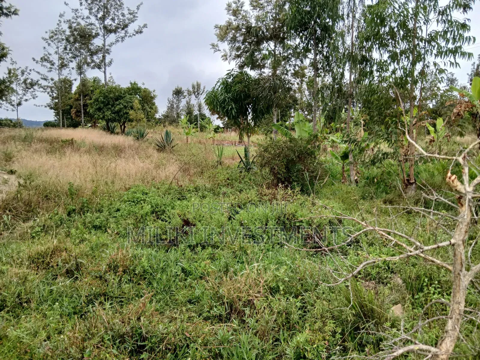 Half an Acre on Sale at Gatanga-Ithanga