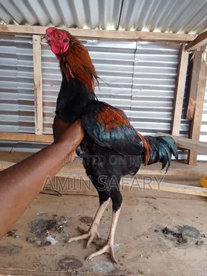 Mixed Kuchi Chicken