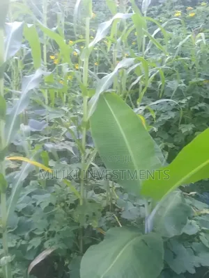 1 Acre on Sale at Gatanga