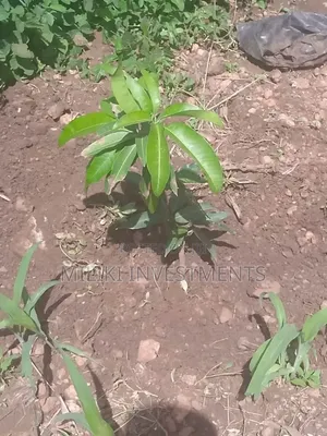 1 Acre on Sale at Gatanga