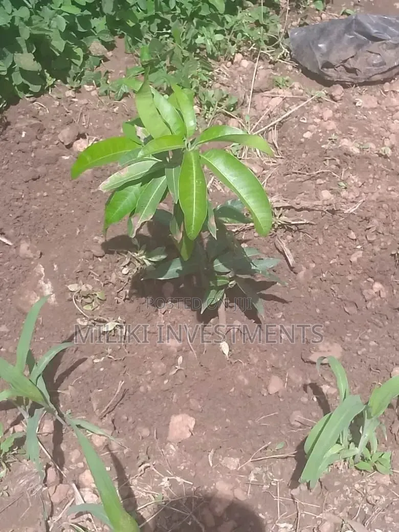 1 Acre on Sale at Gatanga