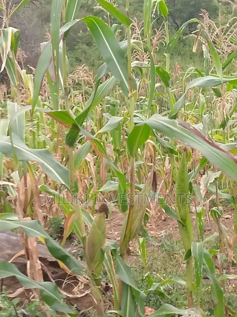 1 Acre on Sale at Gatanga