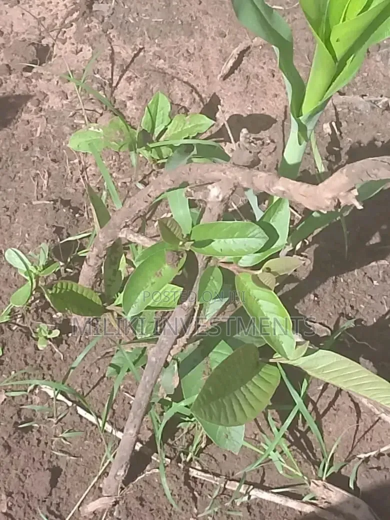 1 Acre on Sale at Gatanga
