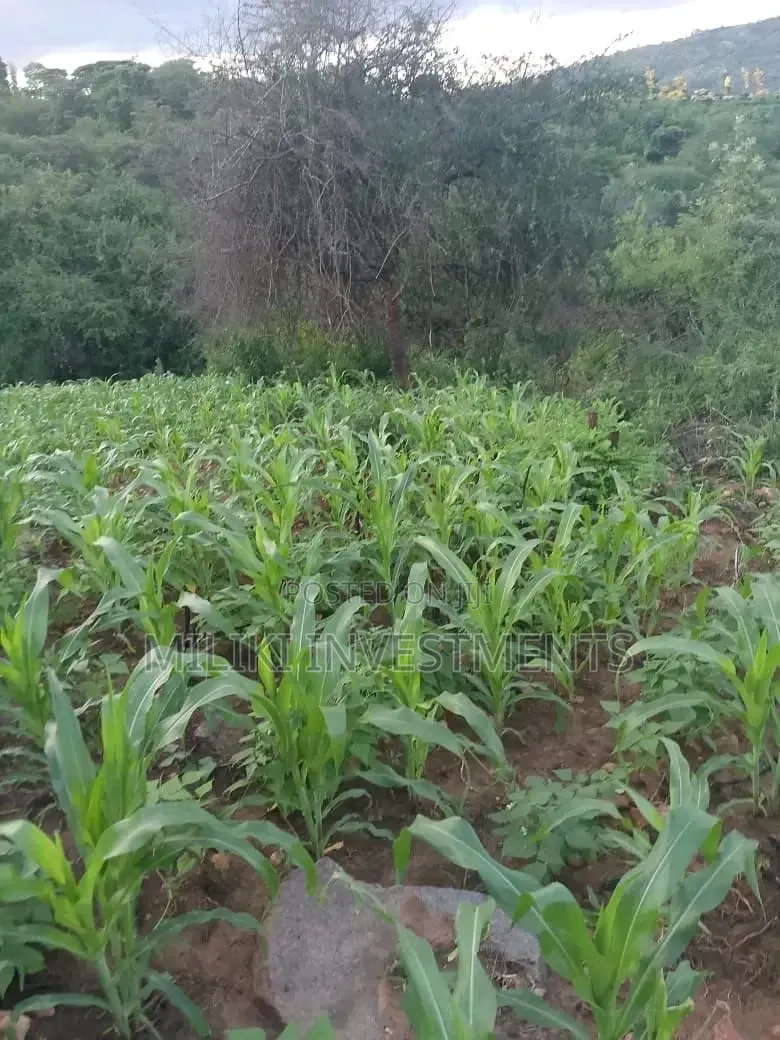 1 Acre on Sale at Gatanga