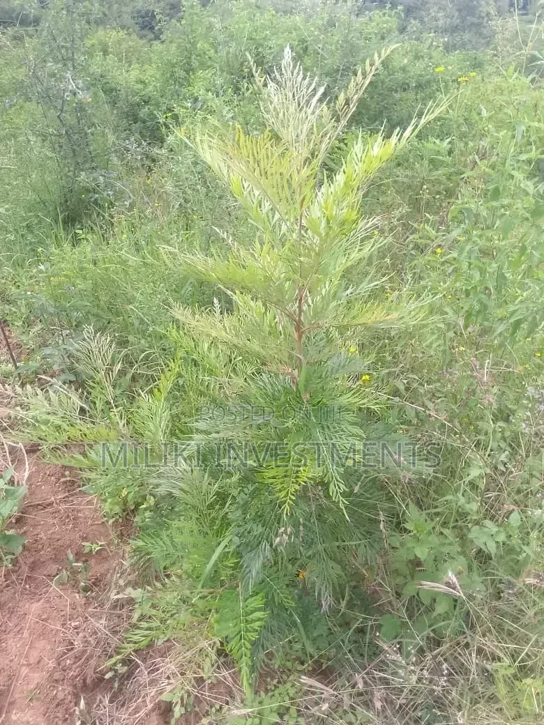 1 Acre on Sale at Gatanga
