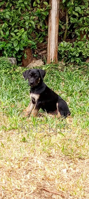 1-3 months Male Mixed Breed Boerboel