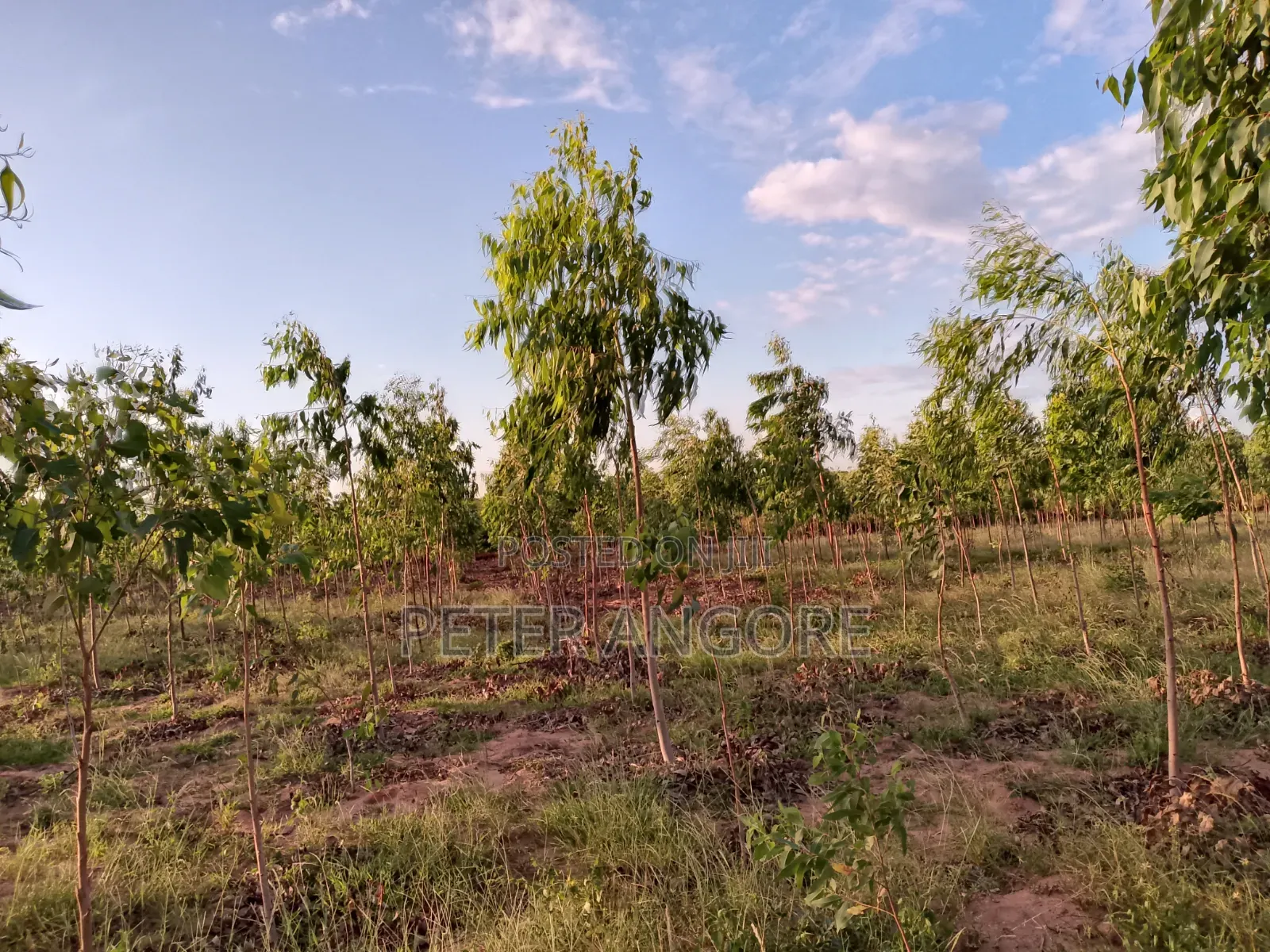Land and Plots Sales Invested