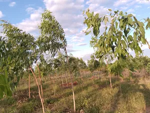 Land and Plots Sales Invested