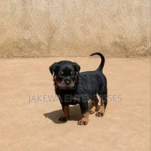 1-3 months Male Purebred Rottweiler