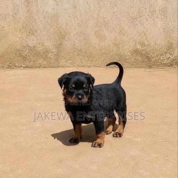 1-3 months Male Purebred Rottweiler